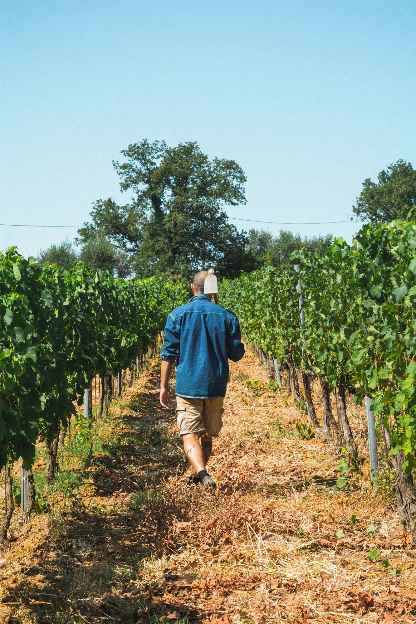 Uomo di spalle che cammina lungo un filare della vigna verso gli alberi, sotto il cielo azzurro: foto dallo shooting fotografico per Colle Vento