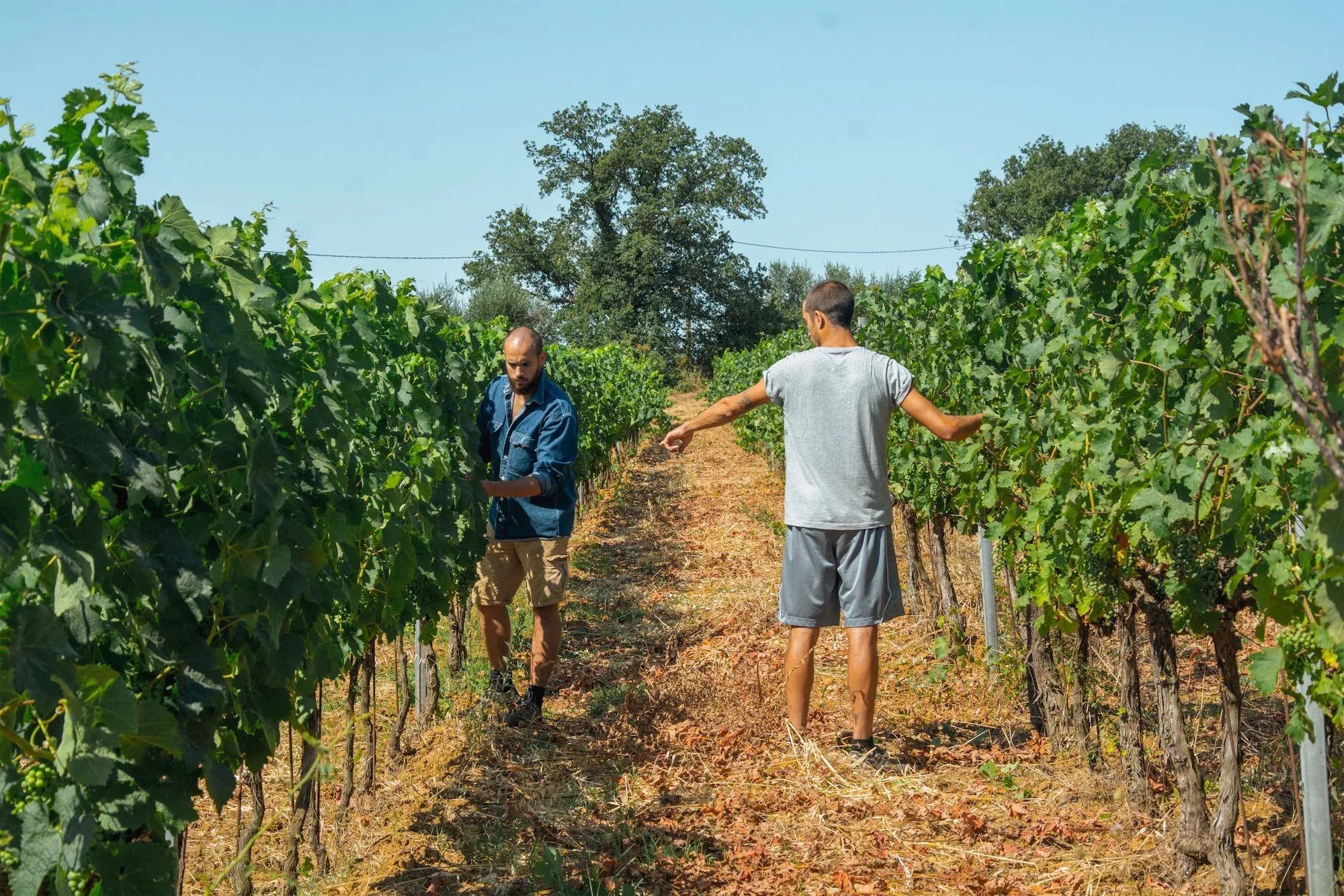 Due uomini che camminano tra i filari della vigna in una giornata di sole e cielo azzurro: foto dallo shooting fotografico per l'azienda vinicola Colle Vento