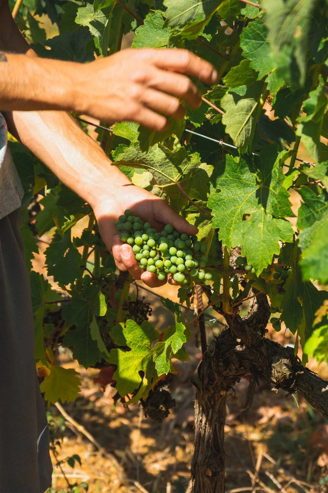 Mano che sorregge un grappolo d'uva ancora verde tra le foglie della vigna, in pieno sole: foto dallo shooting fotografico per l'azienda vinicola Colle Vento