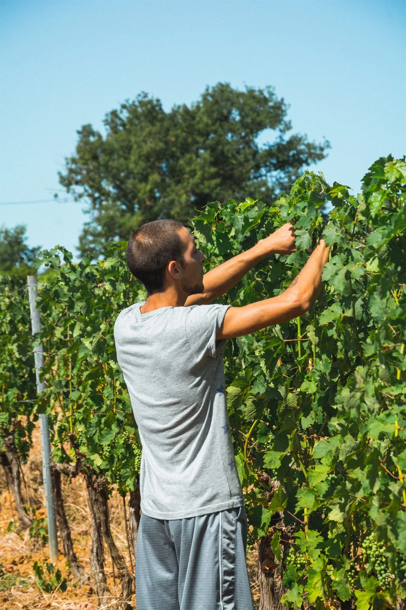 Uomo di spalle al lavoro tra le piante alte della vigna sotto il cielo azzurro: foto dallo shooting fotografico per l'azienda vinicola Colle Vento