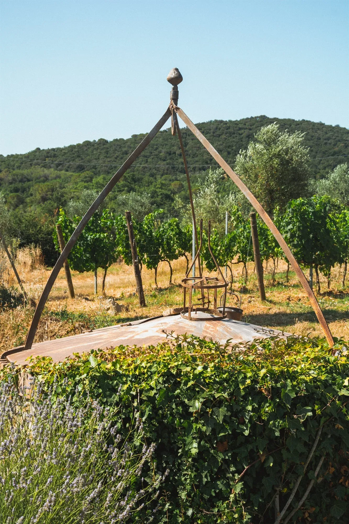 Pozzo con la struttura in ferro a tre bracci tra siepe e lavanda, con la vigna e le colline boscose dietro: foto dallo shooting fotografico per Colle Vento