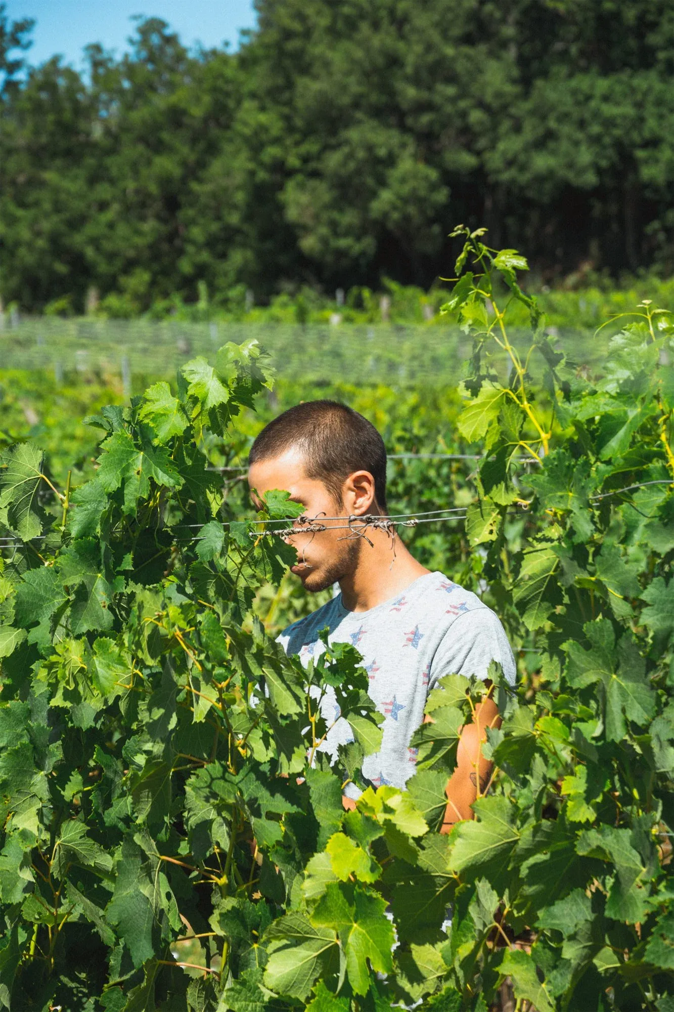 Uomo che lavora tra le viti alte e fitte della vigna, quasi nascosto dalle foglie: foto dallo shooting fotografico per l'azienda vinicola Colle Vento